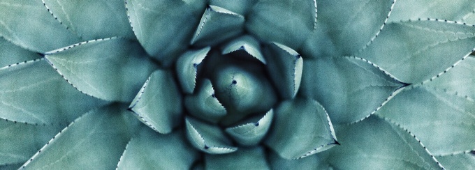 Close up photo of a succulent.