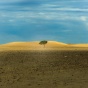 photo of a single tree in the middle of a desert. 