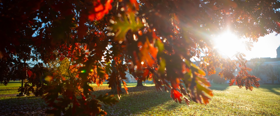 sun shinning through autumn leaves. 