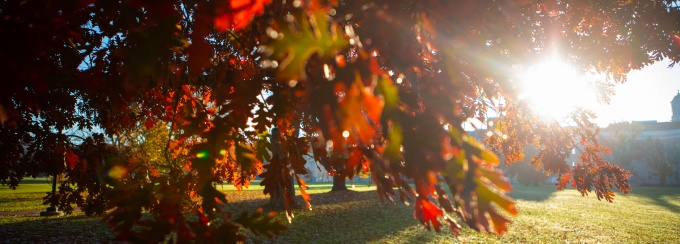 sun shinning through autumn leaves. 