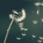 Dandelion with seeds blowing in the wind. 
