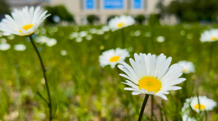 Flowers. 