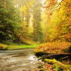 woods with a creek and autumn leaves. 