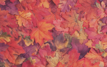 fall leaves on the ground.