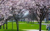 cherry blossoms on UB's North Campus with students walking by.