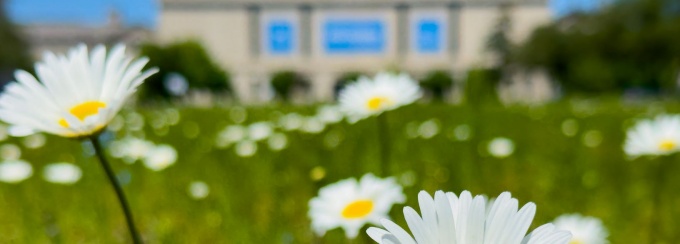 cherry blossoms on UB's North Campus with students walking by.